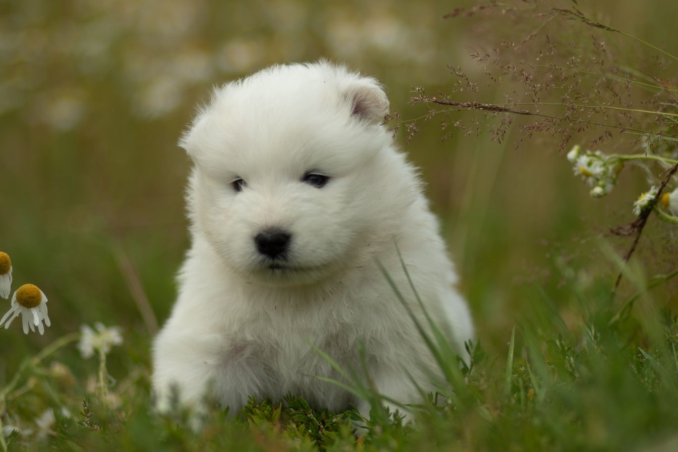 Samoyed chłopiec.  ZKwP,FCI.