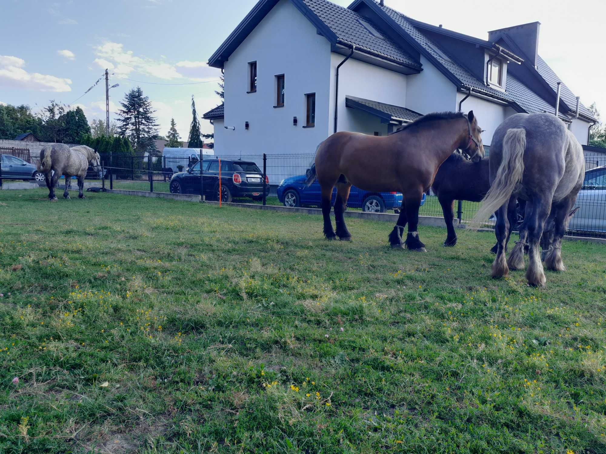 klacz zimnokrwista
