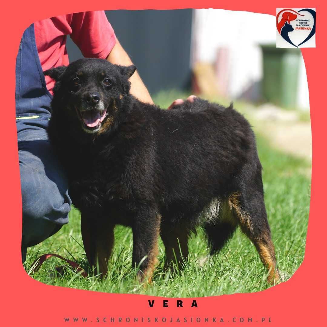 Vera-do adopcji schronisko Jasionka