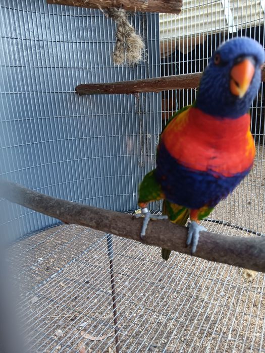 Loris para criara a mão