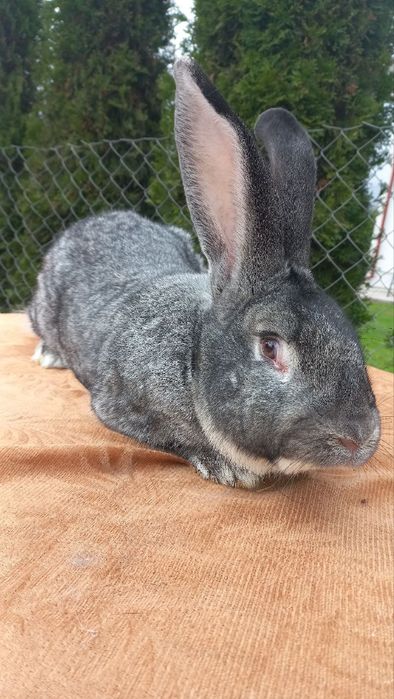 Самці породи шиншила