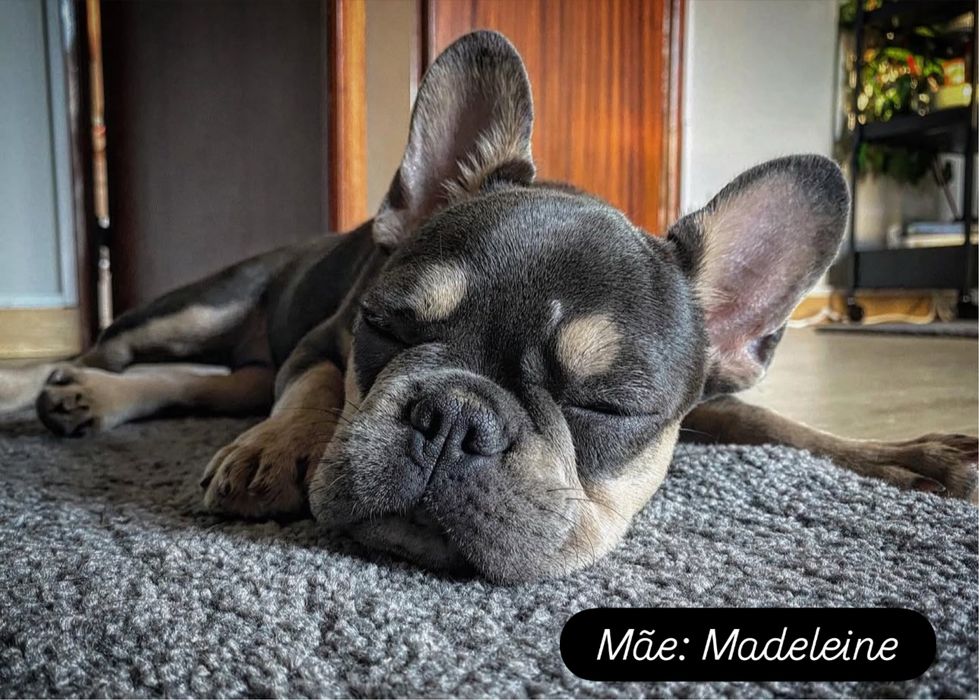 Lindo buldogue francês blue