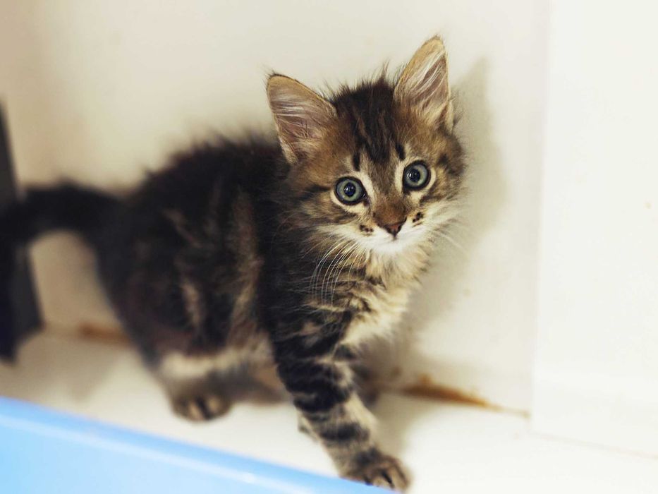 Ніжний кото-хлопчик Лялік (2 міс) шукає сім'ю! Кошеня, кіт, кішка