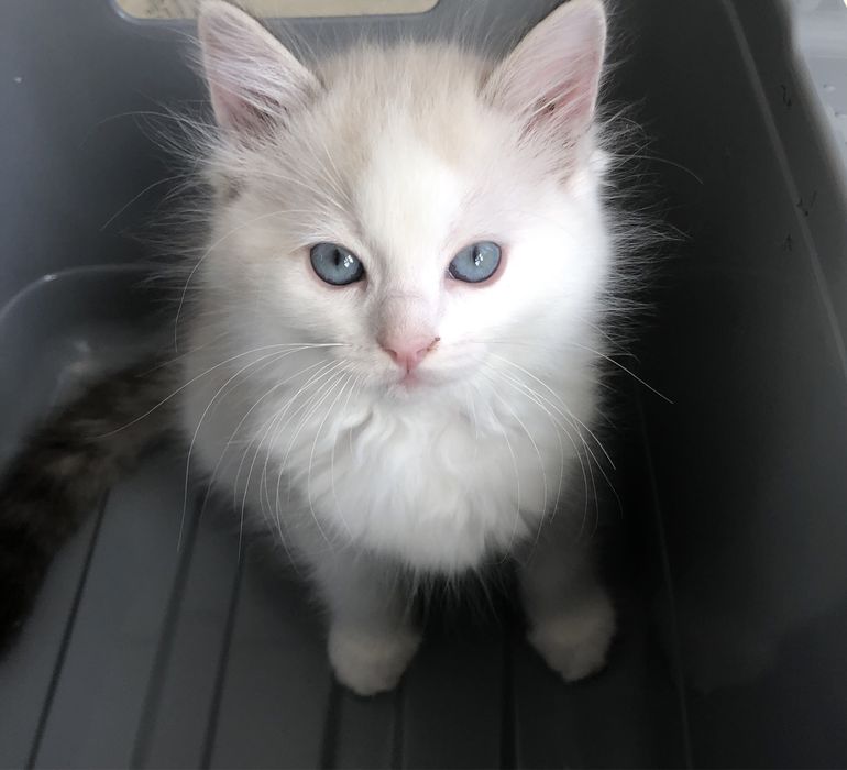 Maurycy kocurek ragdoll
