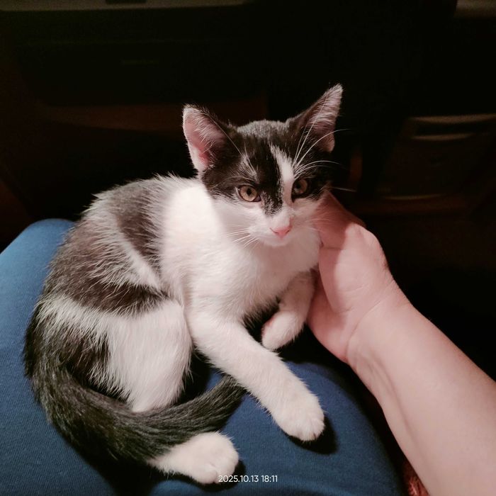 Żywiołowy Gapcio - rezerwacja