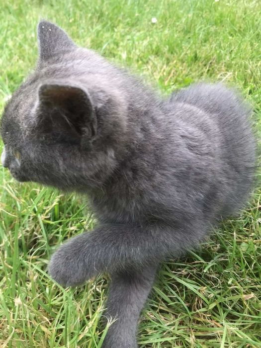 Котик, сіренький