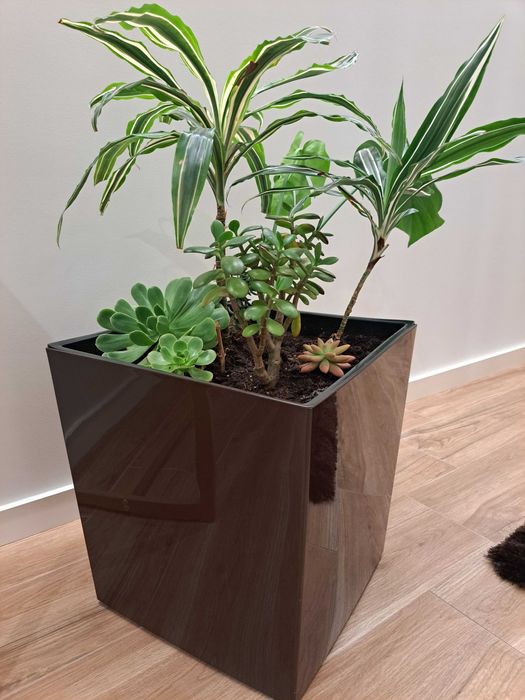 Vendo planta de interior- Oferta de vaso