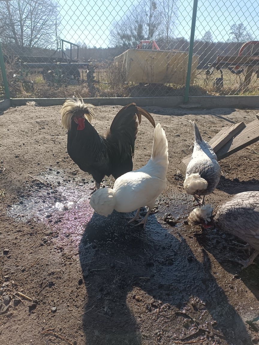 Jajka lęgowe Bialoczuba i innych ozdobnych