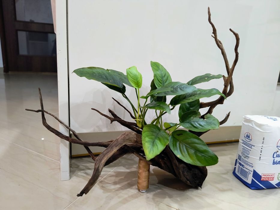 Korzeń z anubiasem.bardzo ładna ozdoba