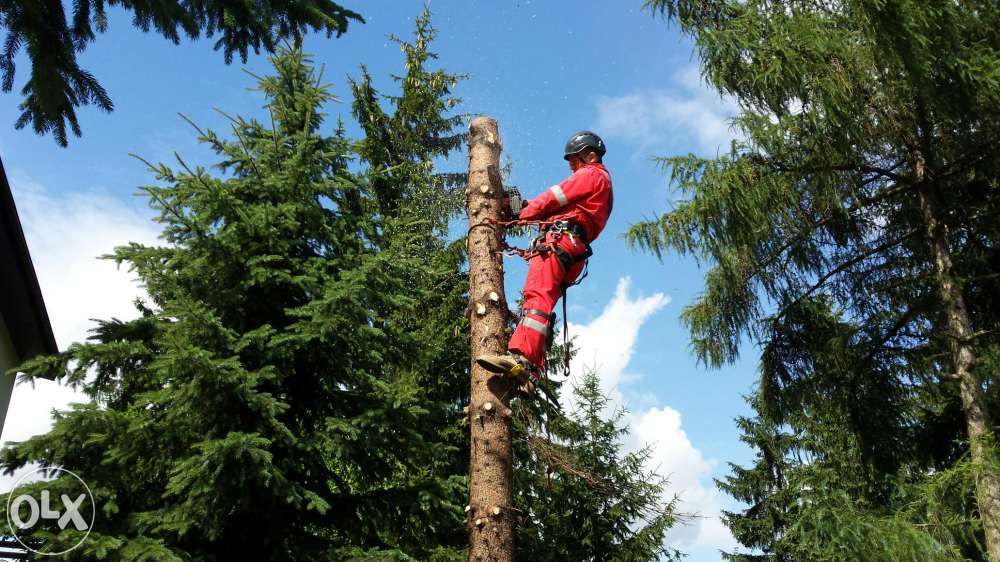 Wycinka drzew trudnych, rębakowanie, frezowanie pni, firma ALPINMED