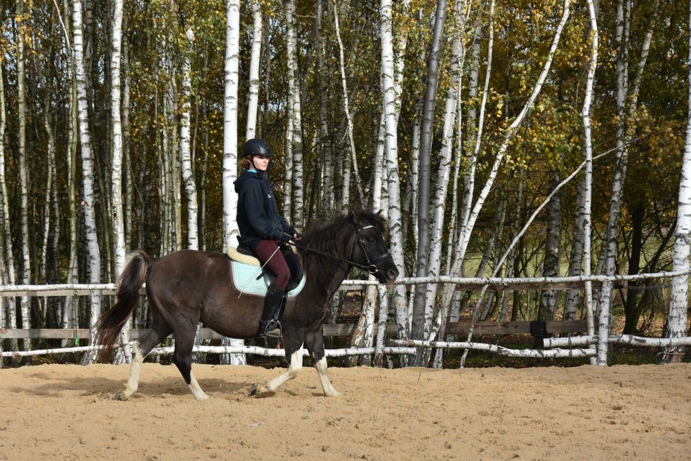 Ogier huculski 4 lata