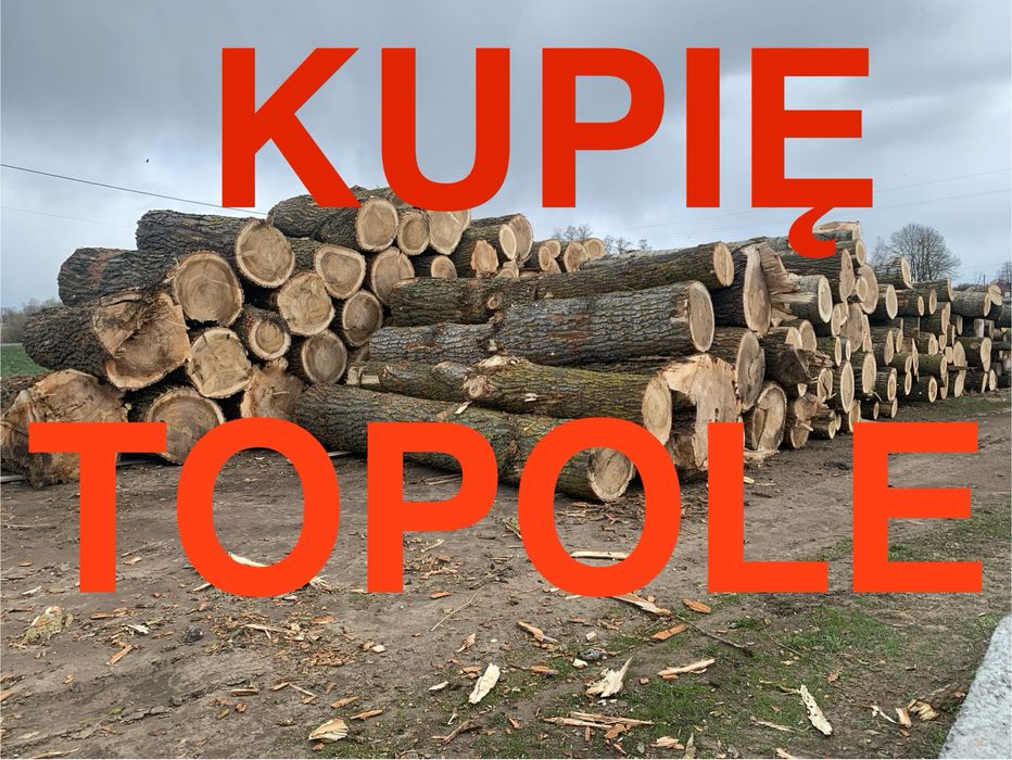 Topola tartaczna, kłoda topolowa, topole drzewo