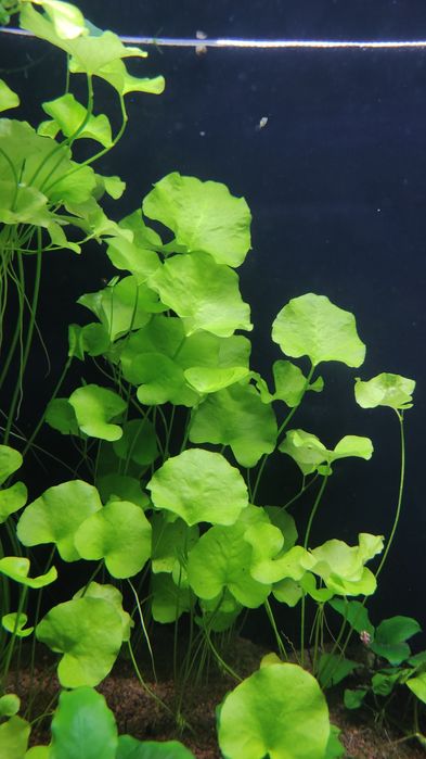 Nymphoides sp. "Taiwan"