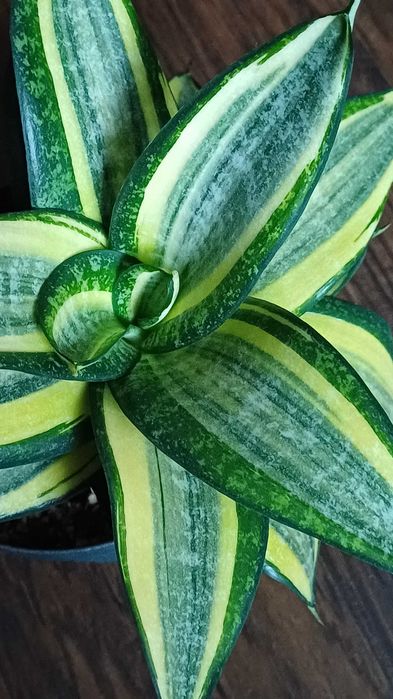 Сансевієрія  санса хані маргіната, Люсіль, філіпін голд домашня