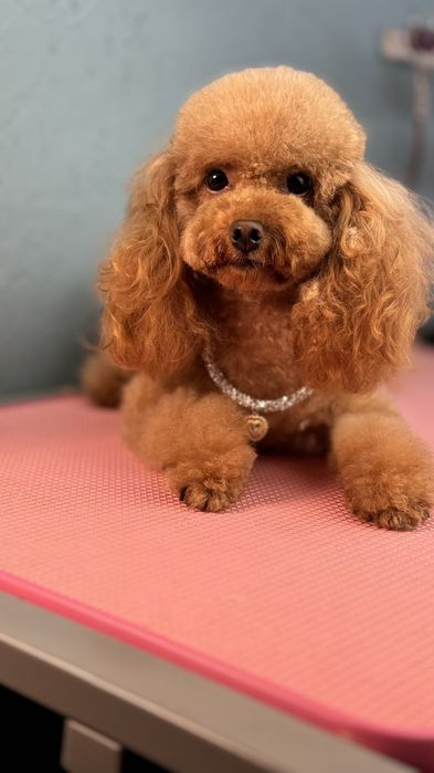 Хлопчик  Той пудель