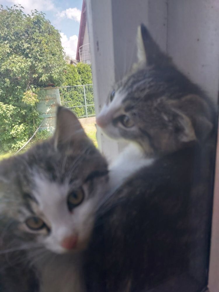 Oddam kotke w dobre rece