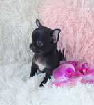 Mini Suczka Chihuahua GOTOWA DO ODBIORU