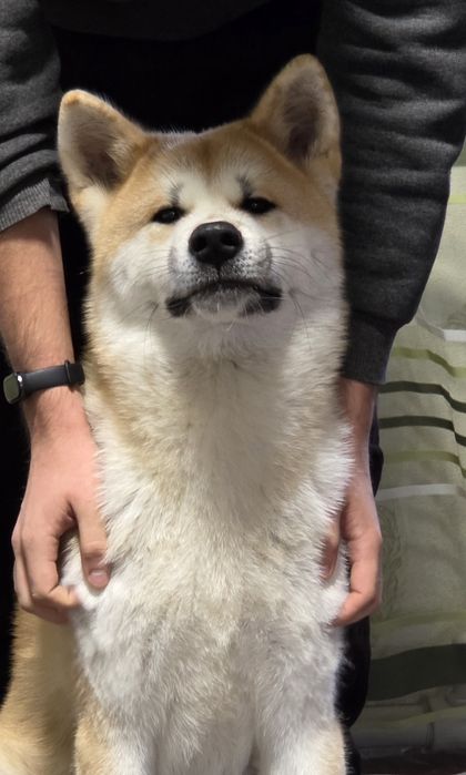 Акита ину, кобель,  Срочно.