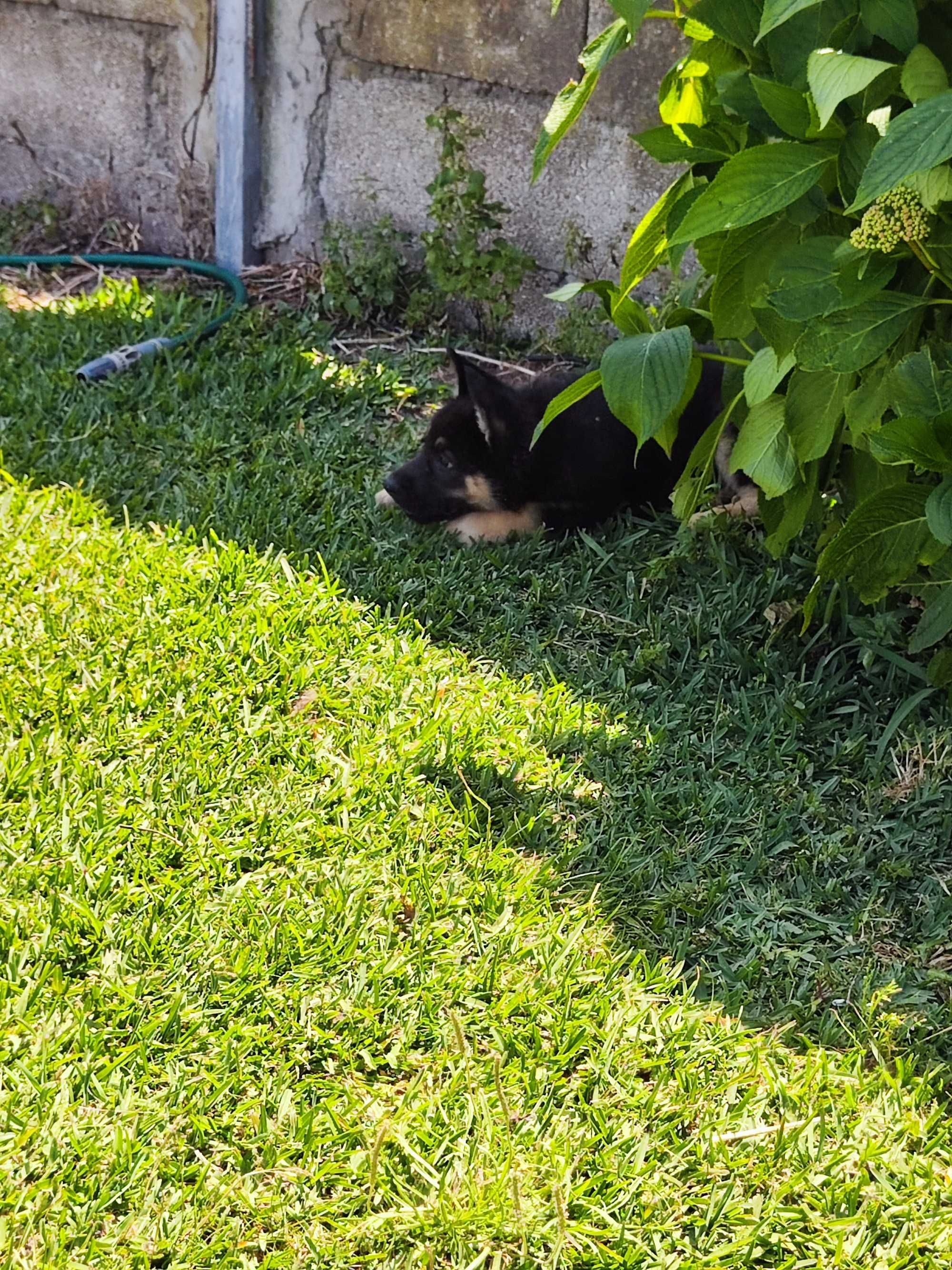 Cachorro Pastor Alemão com LOP
