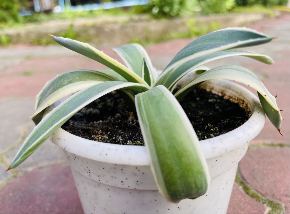 Агава Applanta Cream Spike Variegated