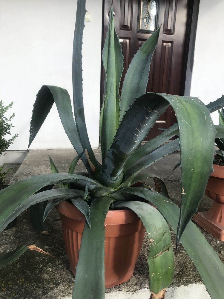 Agawy 1,6 wysokosc