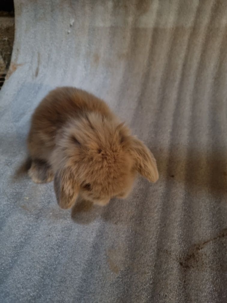 Kit coelhos anoes mini lop e mini holandeses diretamente do criador