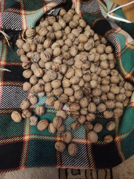 Продам горіхи врожай 25 року