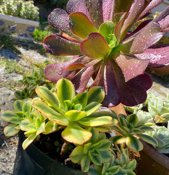 Suculentas aeonium vaso