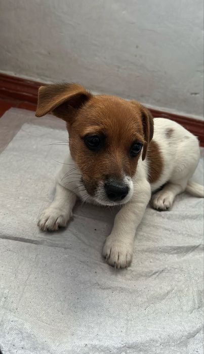 Джек расел терʼєр 5 місяців