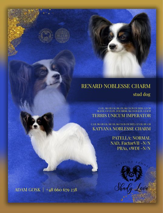 Papillion suczka po champinach