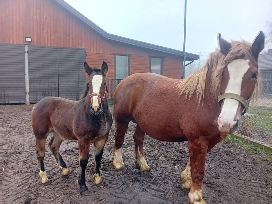 Sprzedam klacz ze źrebakiem