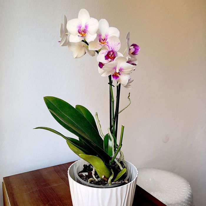 Sprzedaż storczyków