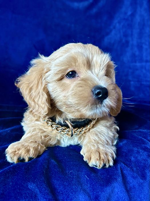 Maltipoo śliczny chłopiec