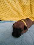 Staffik staff staffordshire bullterrier