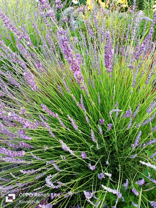 Продам лаванду і лавандин