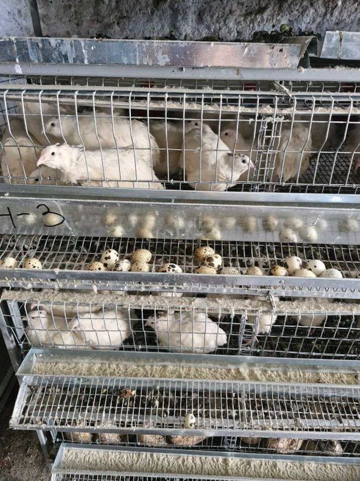 Продам перепела несучку породи Техас та Фенікс