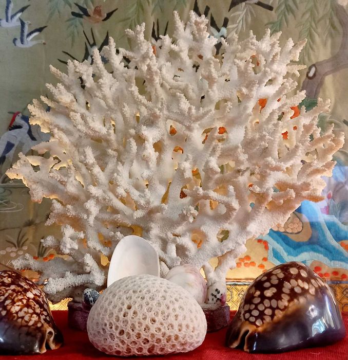 Bonito e Grande Coral peça em forma de Leque,