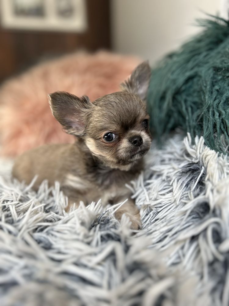 Chihuahua długowłosa chłopiec FCI