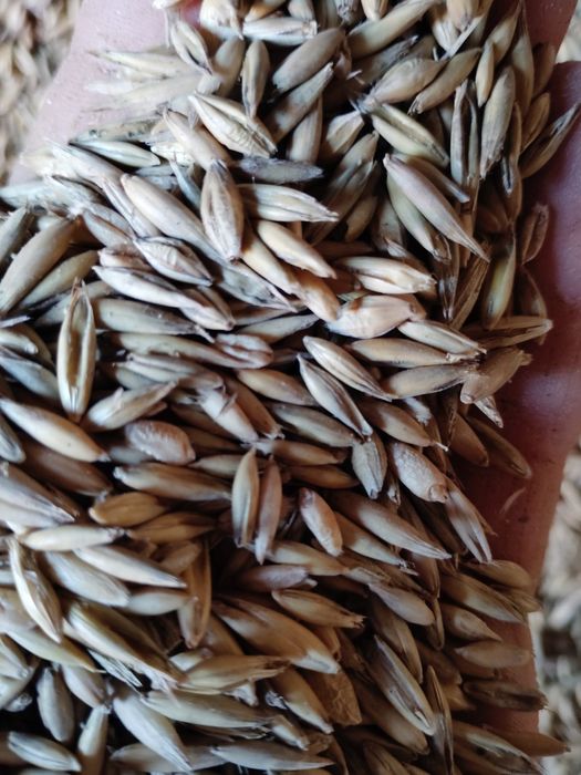 Mieszanka zbożowa (owies)