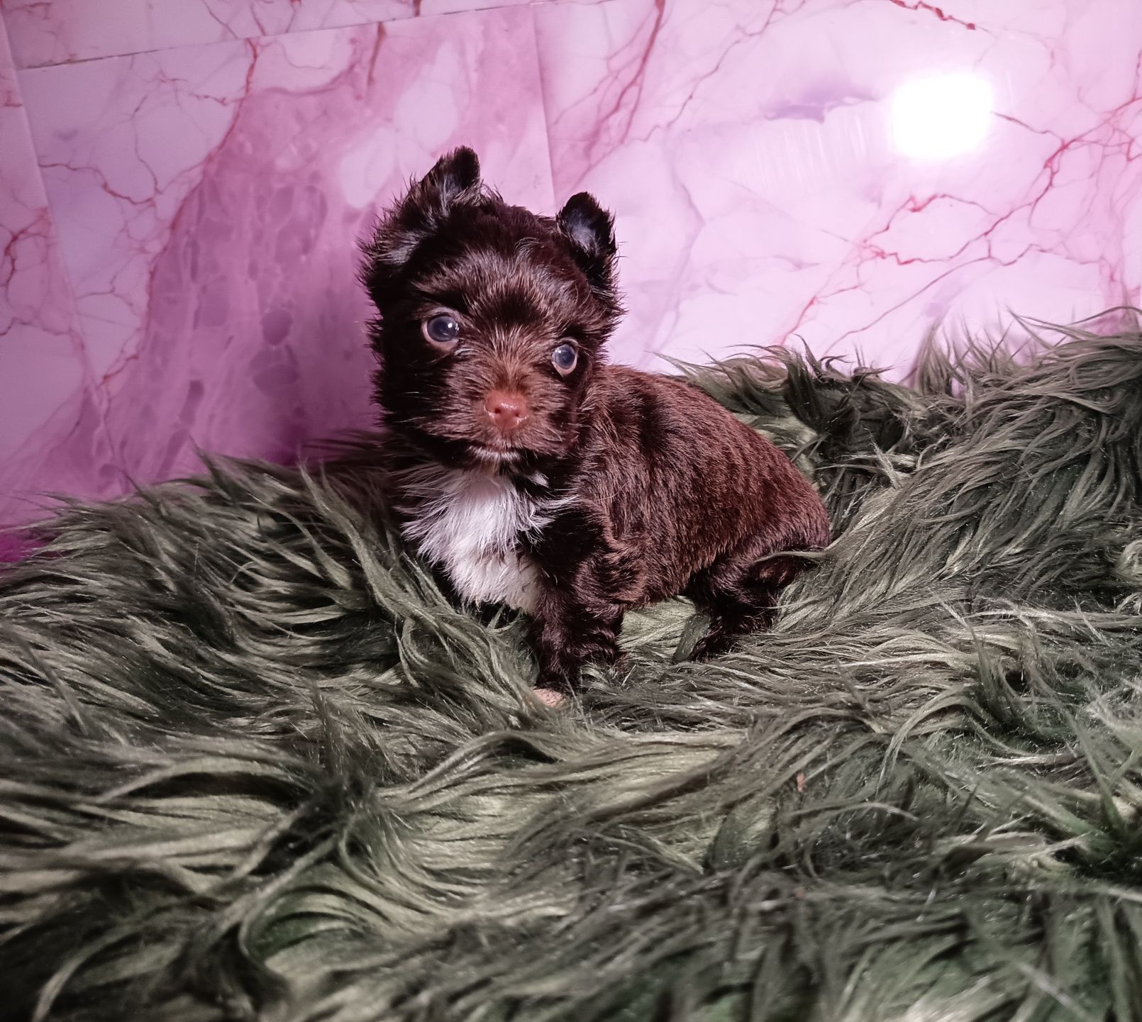 Dark Choco Yorkshire Terrier ciemno czekoladowy-Piesek Chocolate