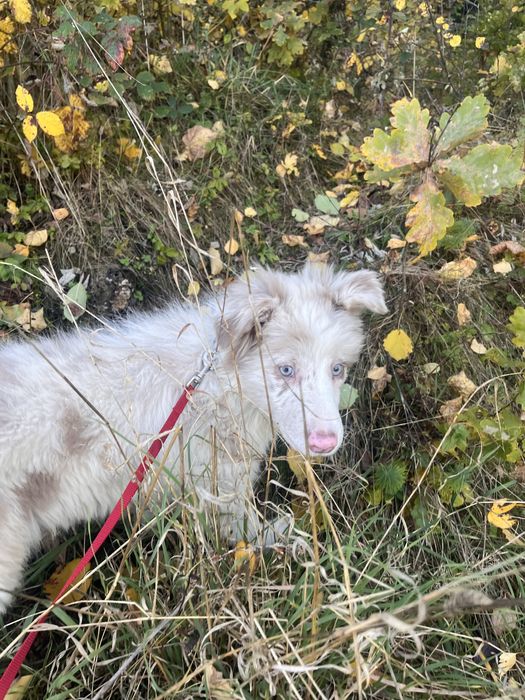 Border Collie suczka