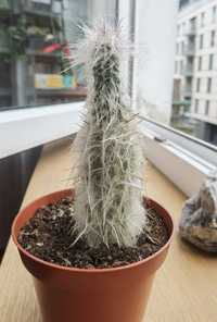 Kaktus Oreocereus trolli, mały - 11 cm