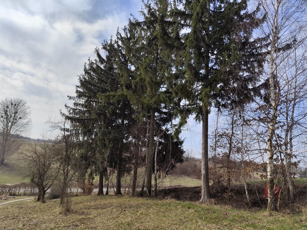 Sprzedam kłodę świerka,modrzew
