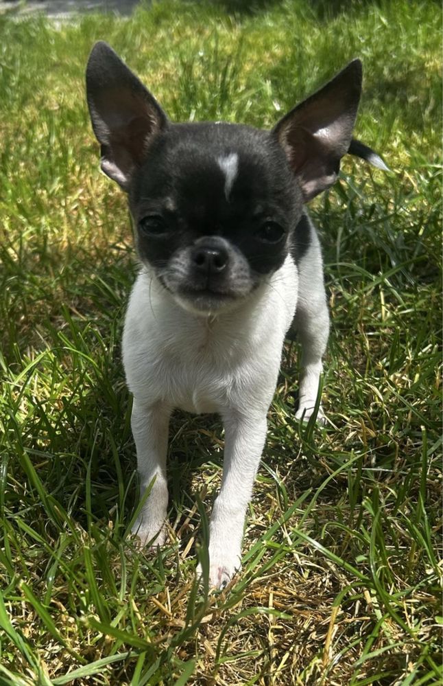 Chihuahua mini piesek niebiesko-biały