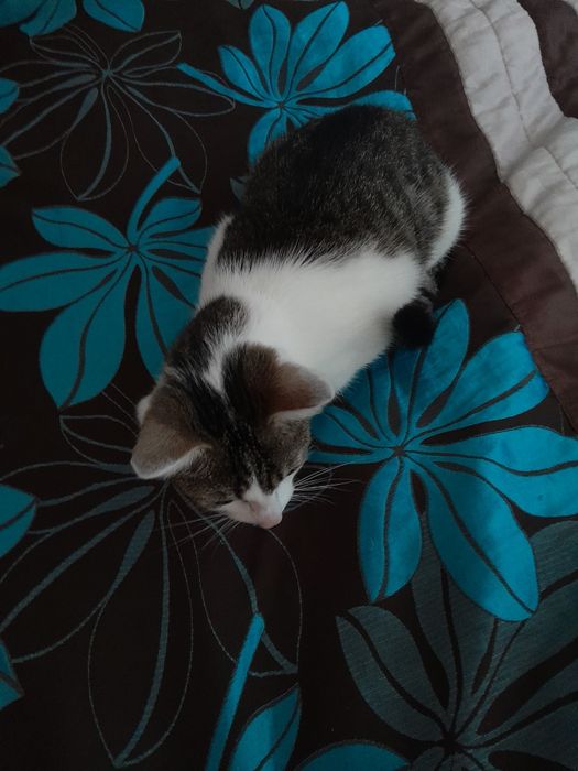 Oddam kotkę w dobre ręce