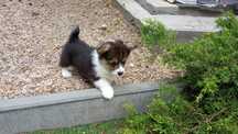 Śliczna suczka Welsh Corgi Pembroke FCI