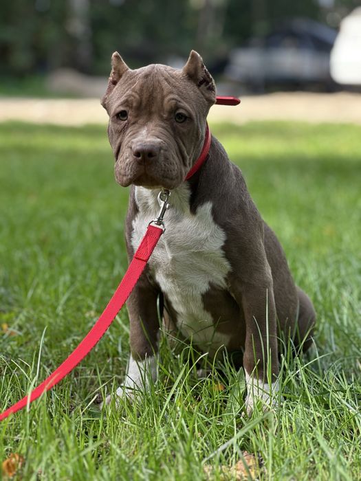 American Bully XL