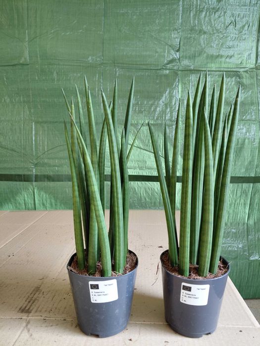 Sansevieria cylindrica, Sansewieria cylindryczna 42cm WYSYŁKA