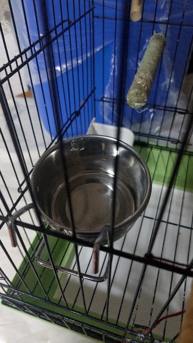 Gaiola Aves domésticas