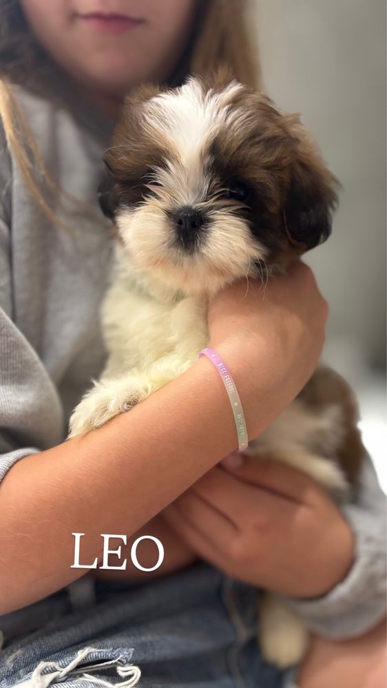 Szczeniak Shih Tzu - LEO